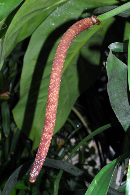 Anthurium loretense