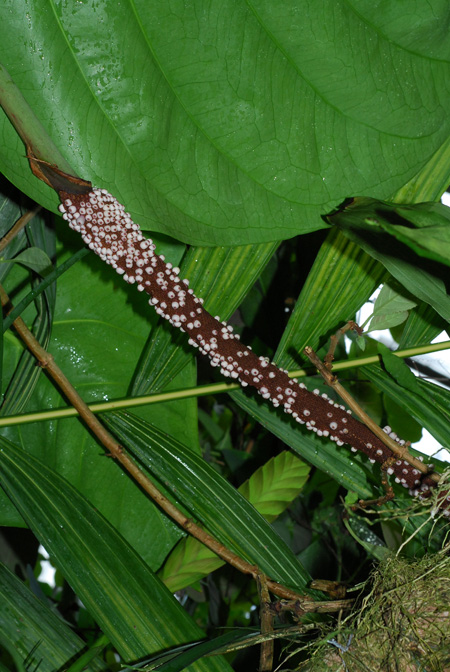 Anthurium loretense