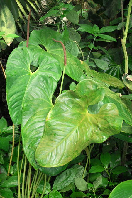 Anthurium lucens