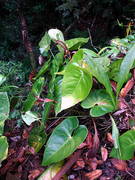 Anthurium lucens
