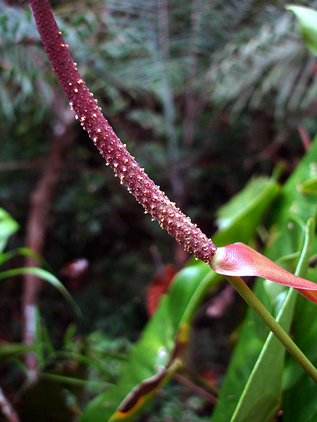Anthurium lucens