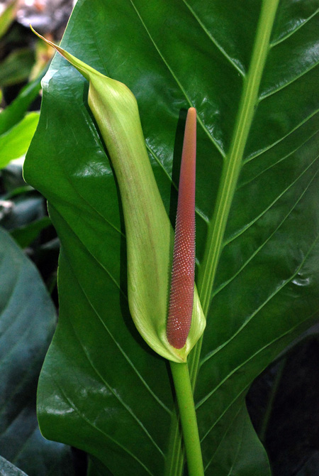 Anthurium luteynii