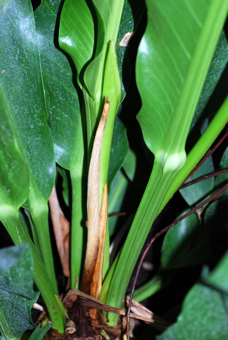 Anthurium luteynii