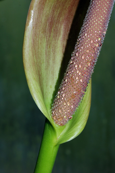 Anthurium luteynii