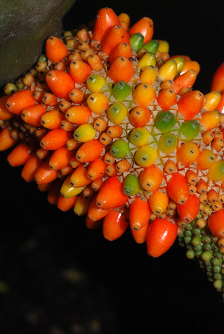 Anthurium luteynii