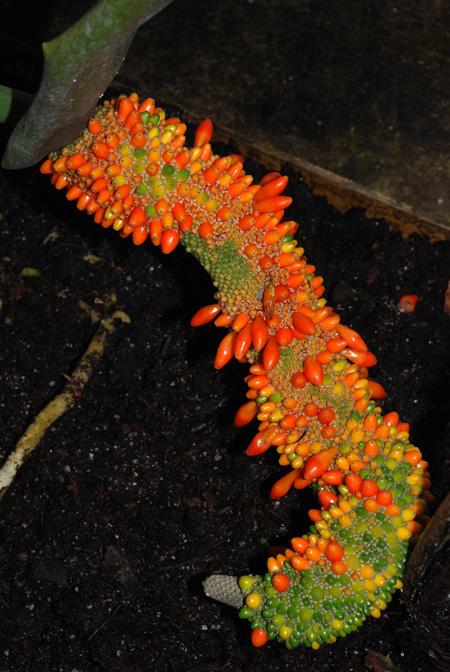 Anthurium luteynii