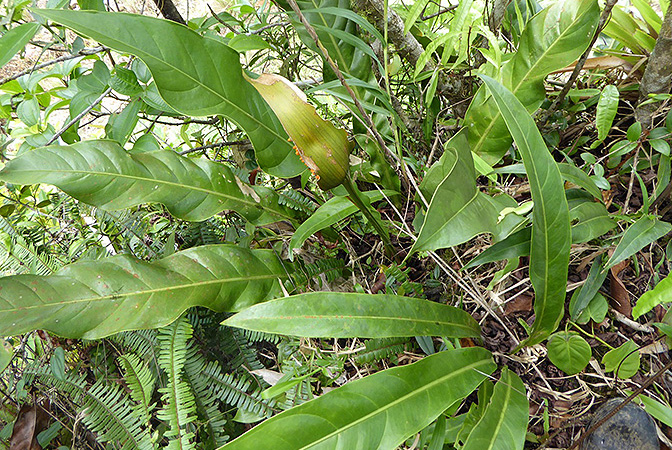 Anthurium luteynii