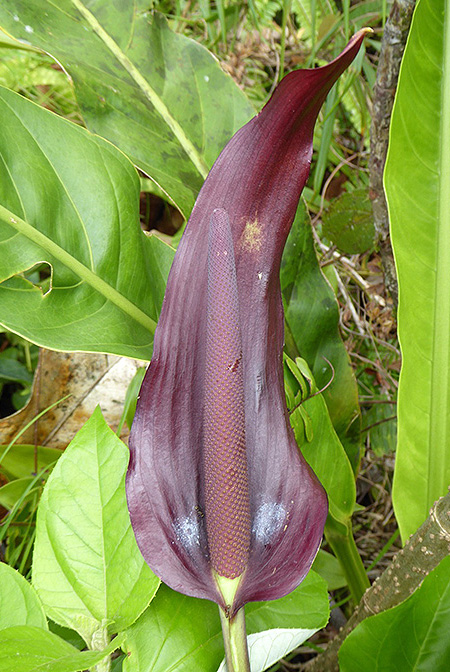 Anthurium luteynii