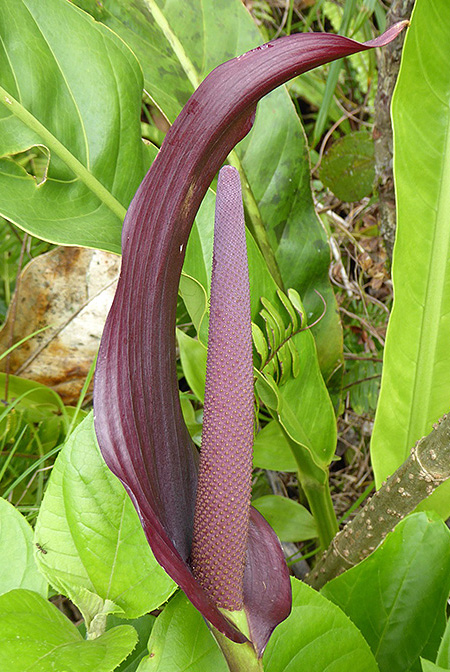 Anthurium luteynii