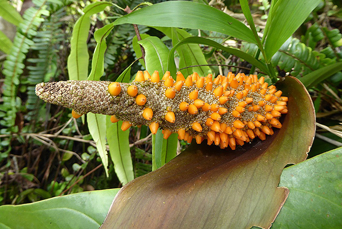 Anthurium luteynii