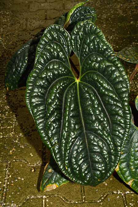Anthurium luxurians
