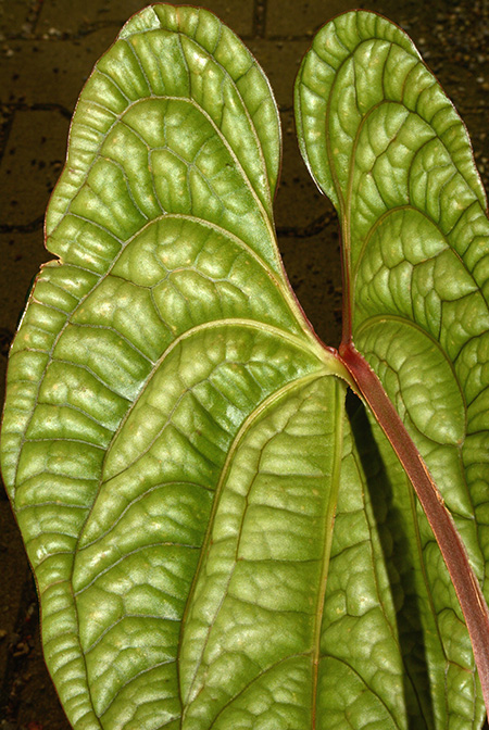 Anthurium luxurians