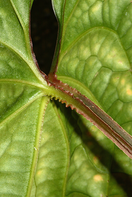Anthurium luxurians