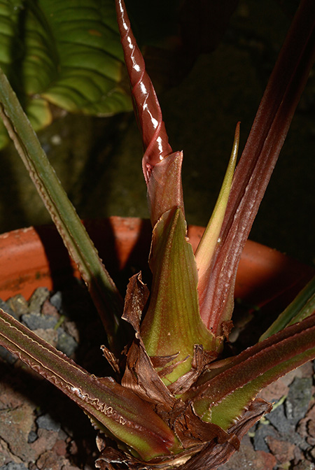Anthurium luxurians