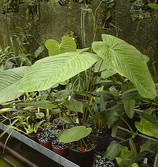 Anthurium bruxellense