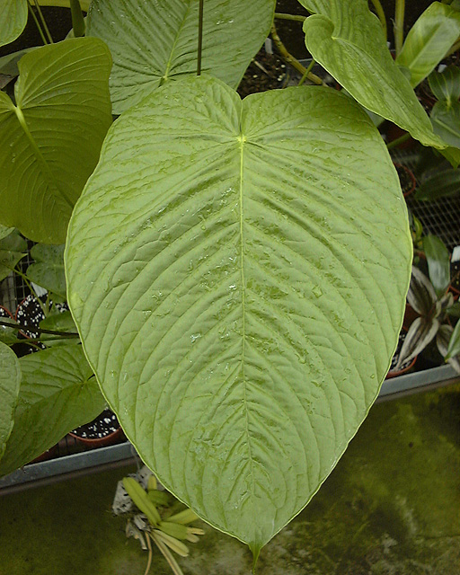 Anthurium bruxellense