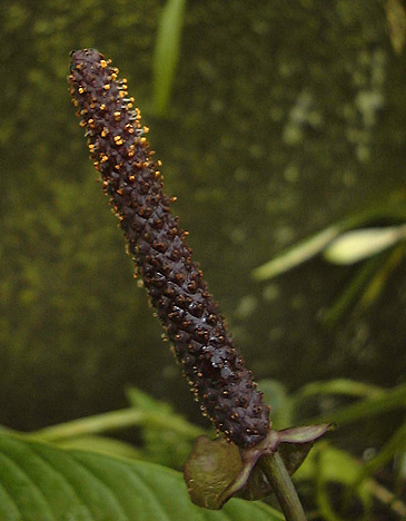 Anthurium bruxellense