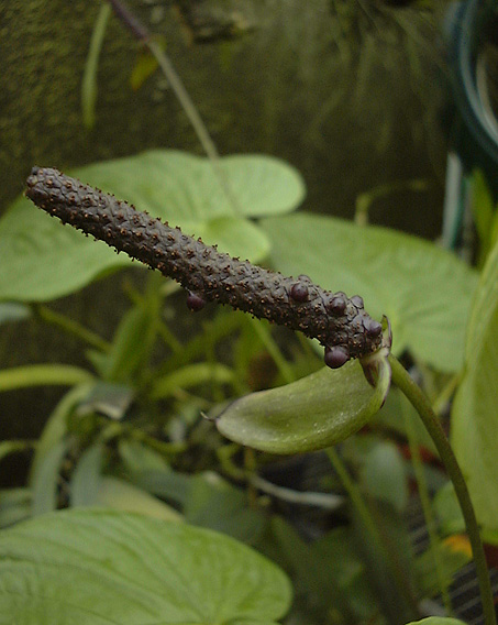 Anthurium bruxellense