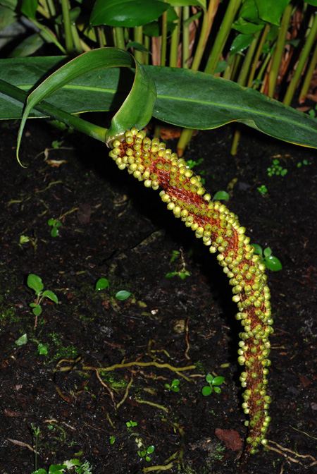 Anthurium sellowianum