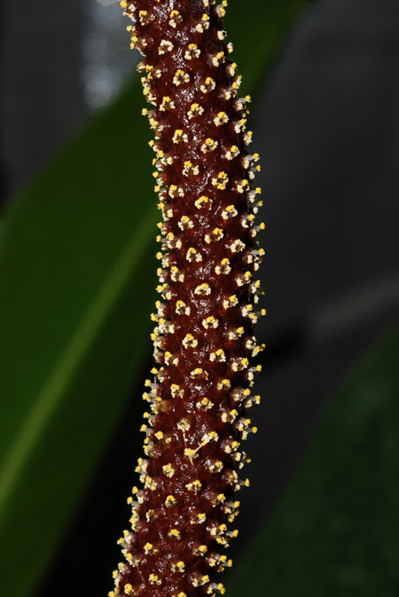 Anthurium sellowianum