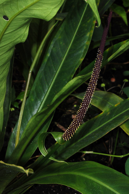 Anthurium sellowianum