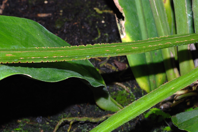 Anthurium sellowianum