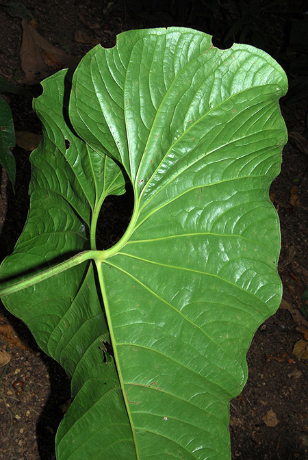 Anthurium macagualense