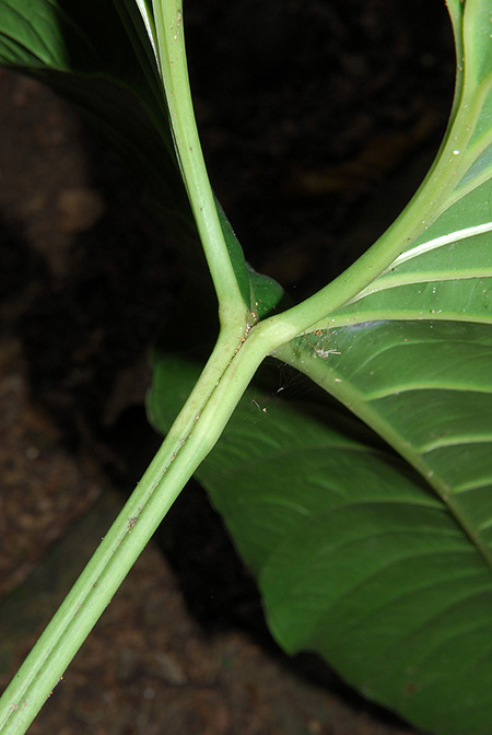 Anthurium macagualense