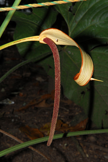 Anthurium macagualense