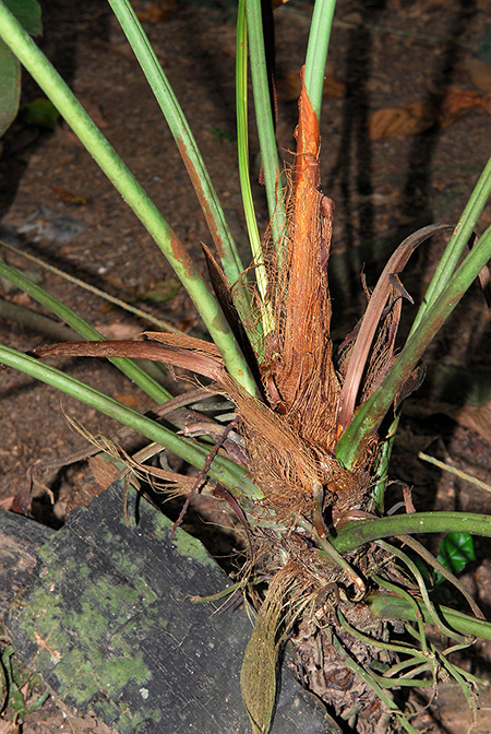 Anthurium macagualense