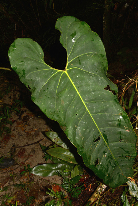 Anthurium macdanielii
