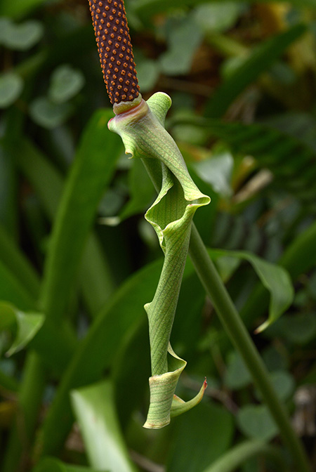 Anthurium macdanielii