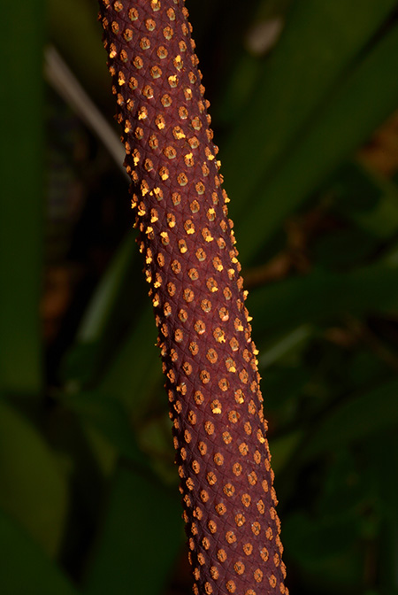 Anthurium macdanielii