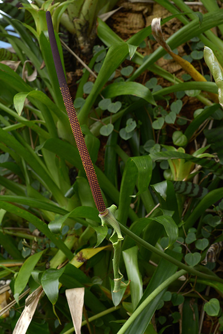 Anthurium macdanielii