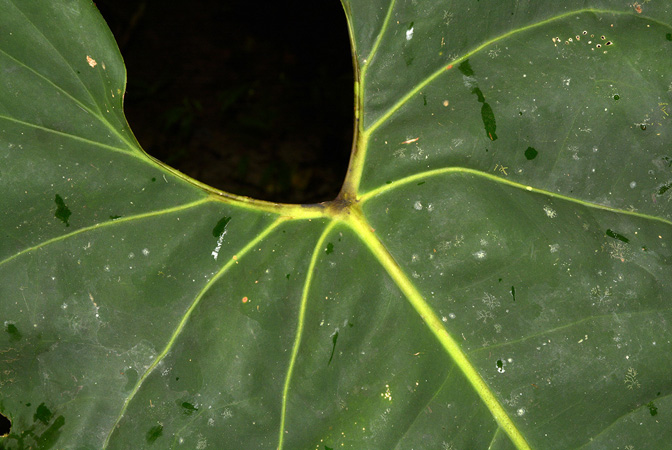 Anthurium macdanielii