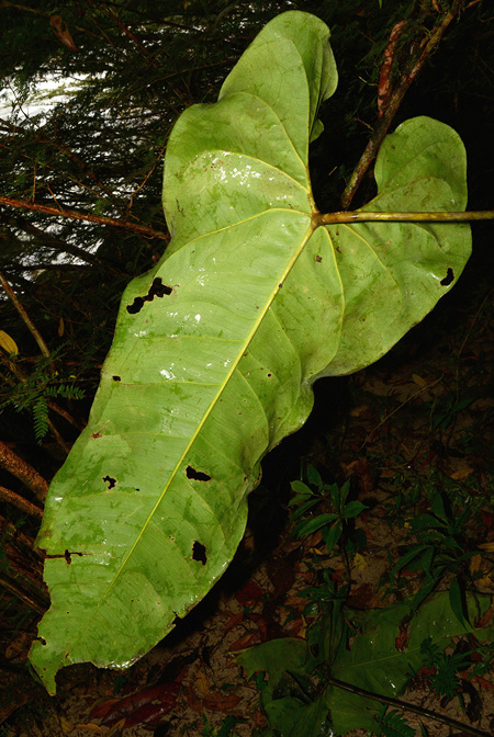 Anthurium macdanielii