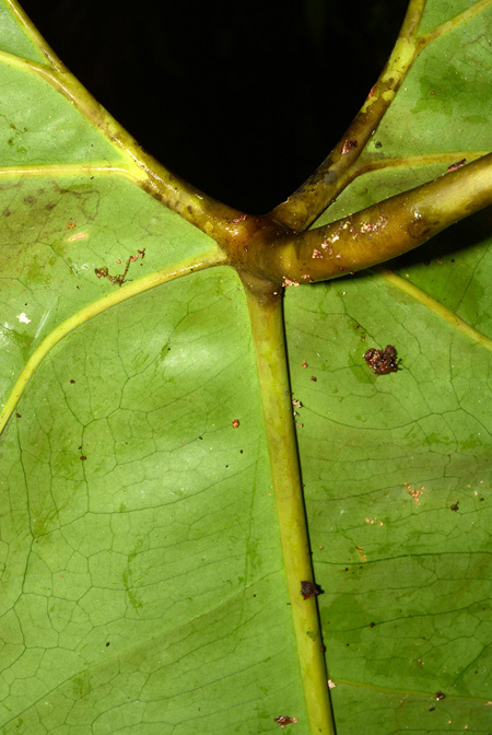 Anthurium macdanielii