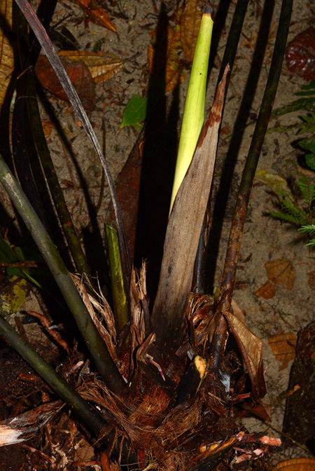 Anthurium macdanielii
