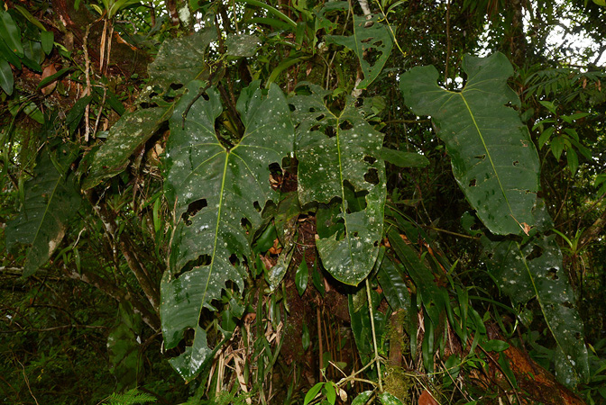 Anthurium macdanielii