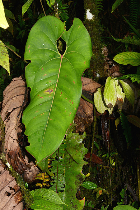 Anthurium macdanielii