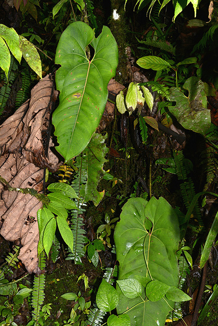Anthurium macdanielii