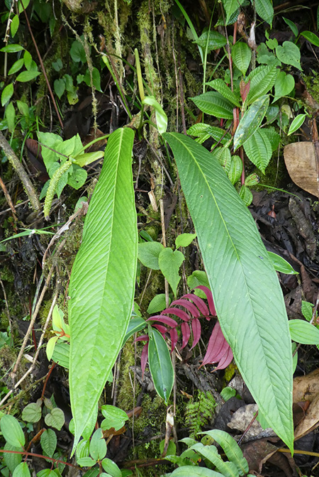 Anthurium macphersonii