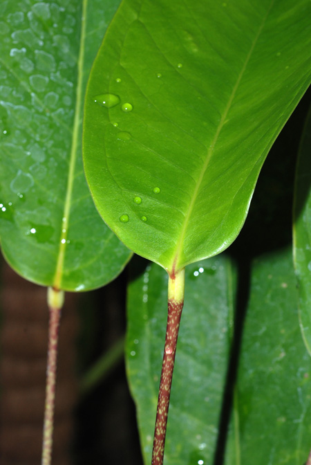 Anthurium maculosum