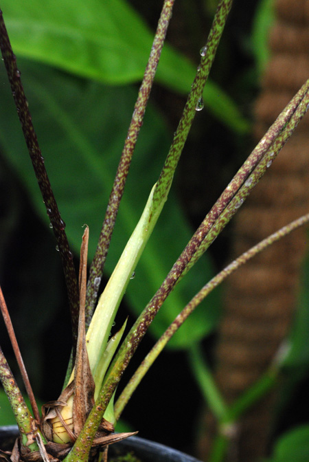 Anthurium maculosum