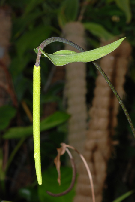 Anthurium maculosum