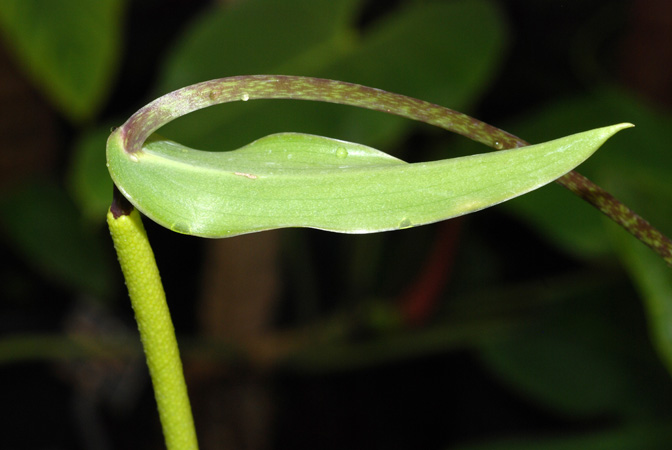 Anthurium maculosum
