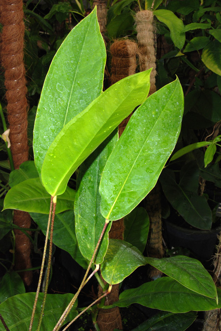 Anthurium maculosum