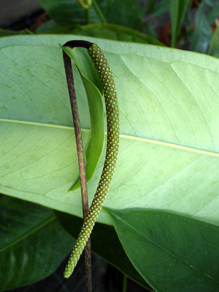 Anthurium maculosum