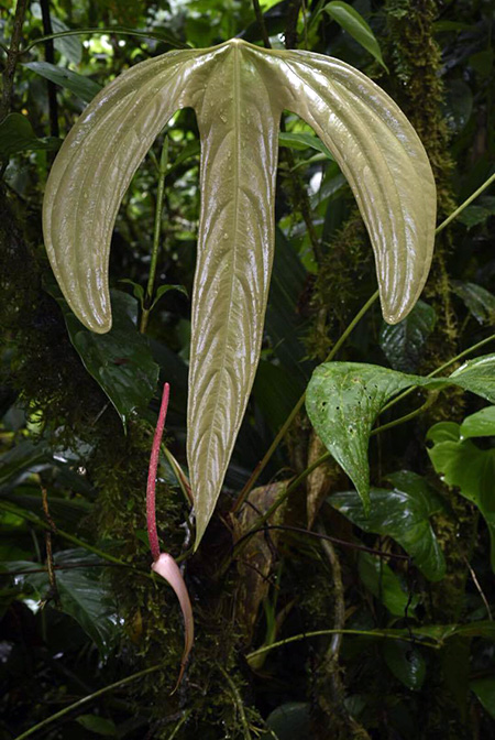 Anthurium madisonianum