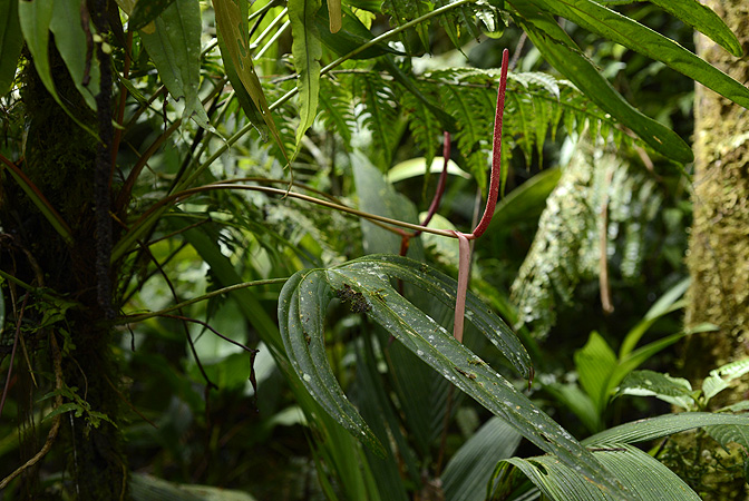 Anthurium madisonianum